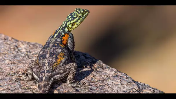 Pourquoi la disparition des reptiles est-elle si inquiétante ?