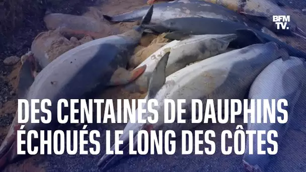 Dauphins échoués sur les côtes atlantiques: comment expliquer une telle hécatombe?