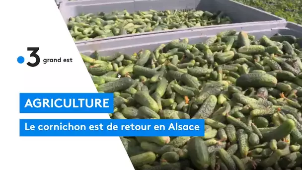 Le cornichon est de retour en Alsace