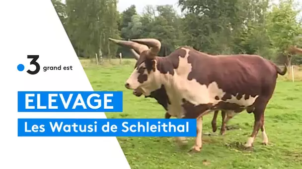 Les vaches Watusi de la maison forestière de Schleithal (Bas-Rhin)