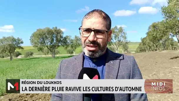 Région du Loukkos : la dernière pluie ravive les cultures d´automne