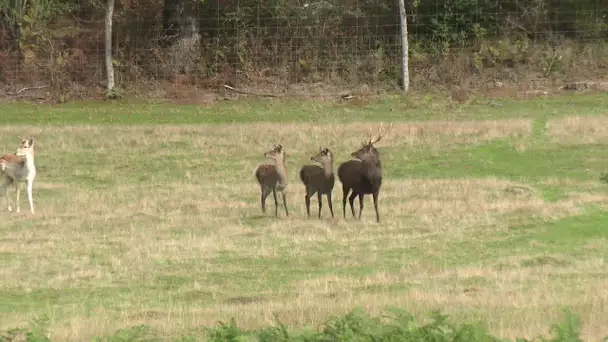 Un troupeau de daims à Domeyrot en Creuse