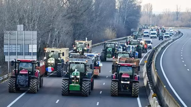 Blocages des agriculteurs : d'où vient la «concurrence déloyale» que dénoncent les exploitants ?