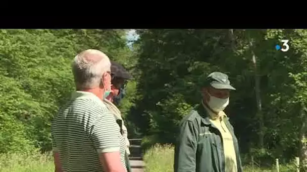 Chenilles processionnaires en forêt de Saint Gobain (02)