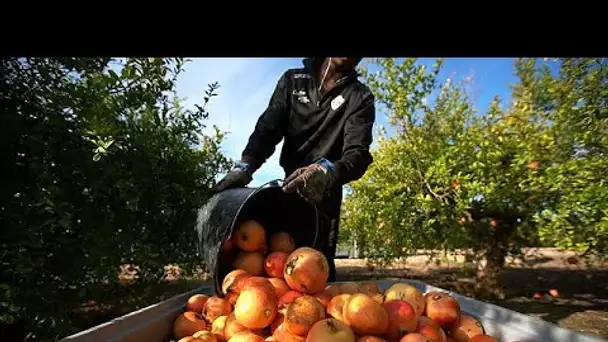 L'Espagne, premier producteur de fruits tropicaux d'Europe