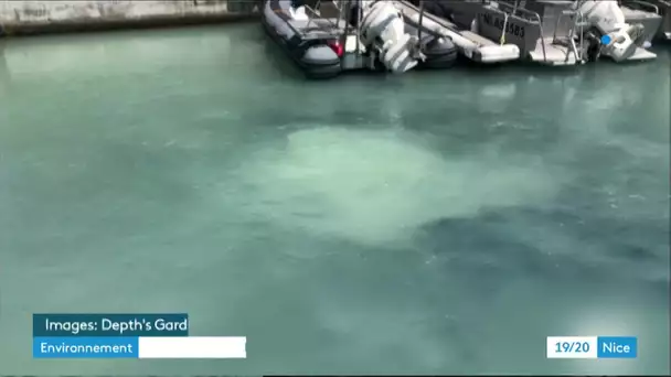 Nice : les rejets d'eau souillée dans le port, les auteurs identifiés