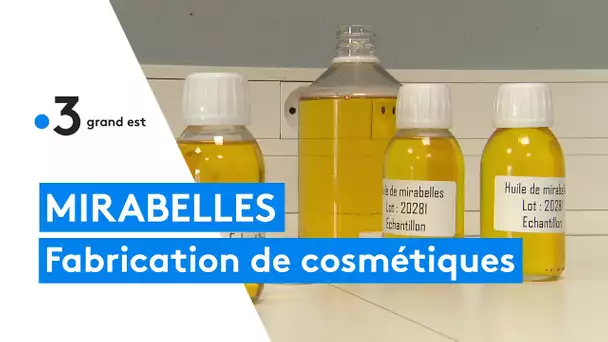 La mirabelle utilisée pour les cosmétiques