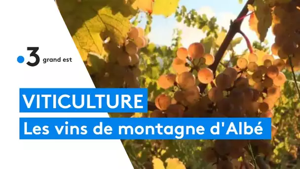 Viticulture : à la découverte du vignoble d'Albé