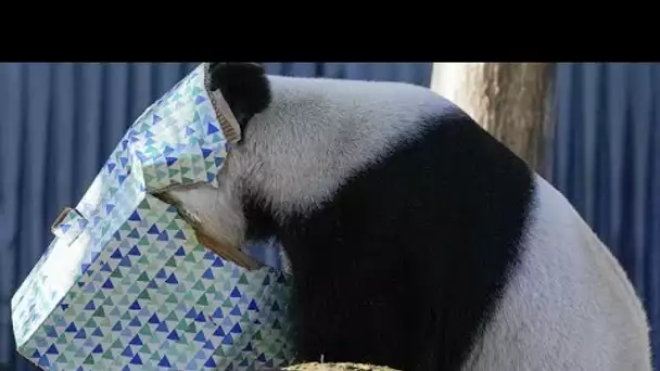 No Comment. Le premier ministre chinois chez les pandas géants prêtés par la Chine à l'Australie