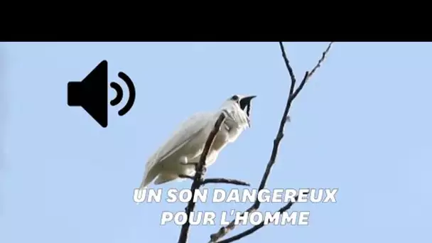 Ce petit oiseau est le plus bruyant du monde