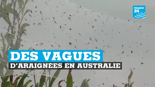 Des vagues d’araignées en Australie