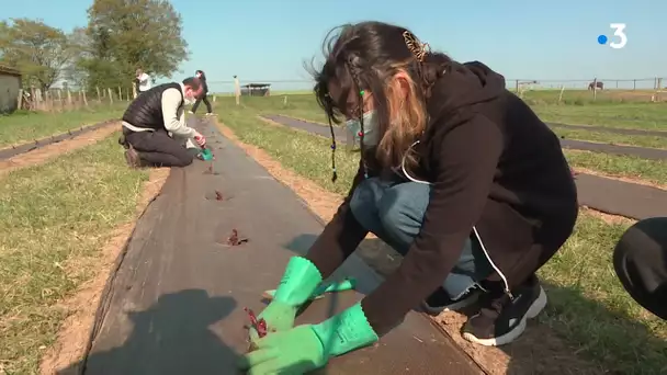 Thibivillers : objectif; planter 550 pieds de vigne sur un terrain communal.