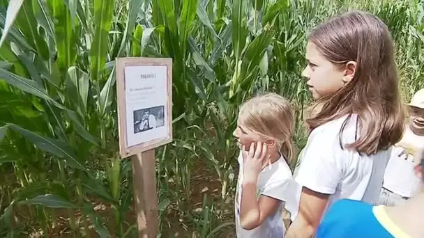 Foucherans : un labyrinthe de maïs aux allures pédagogiques