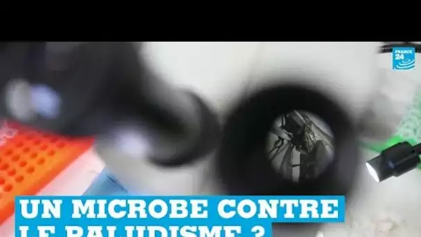 Kenya : un microbe éveille des espoirs dans la lutte contre le paludisme