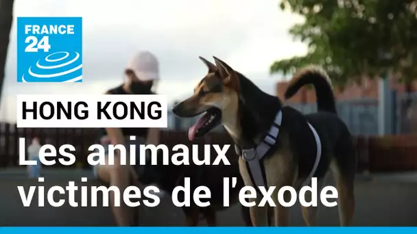 Hong Kong : les animaux victimes de l'exode massif des habitants • FRANCE 24