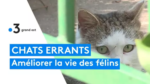 Porter secours aux chats errants