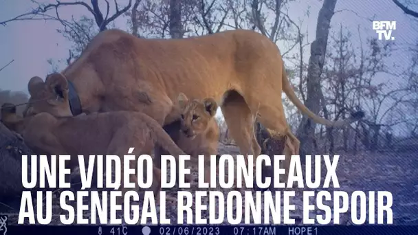 Au Sénégal, une vidéo de trois lionceaux redonne de l'espoir sur la préservation du lion d'Afrique