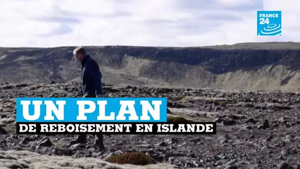 Un nouveau plan de reboisement en Islande