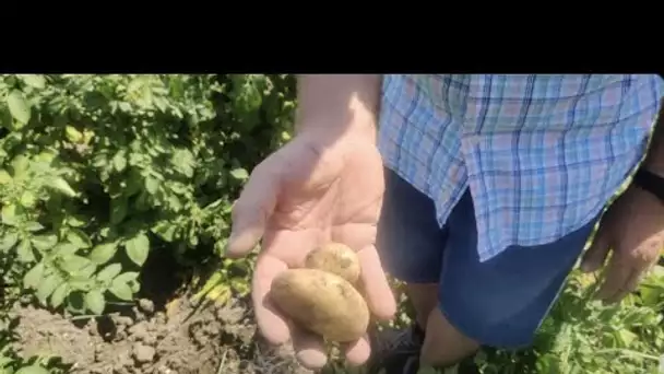 Sécheresse : l'inquiétude des producteurs de pommes de terre dans le Pas-de-Calais