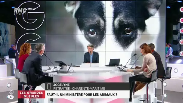 Faut-il un ministère pour les animaux ? - Les Grandes Gueules RMC