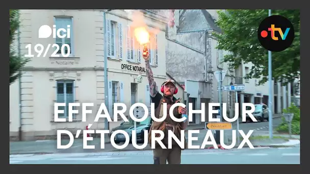 Campagne d'effarouchage d'étourneaux à La Roche-sur-Yon