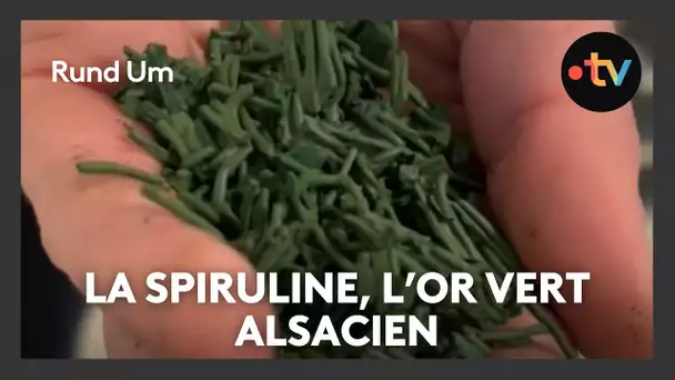 De la production de spiruline en Alsace