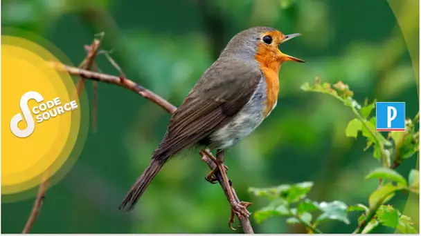 À Paris, les humains sont confinés, les oiseaux chantent à tue-tête