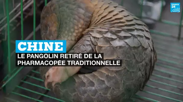 La Chine retire le pangolin de la pharmacopée traditionnelle