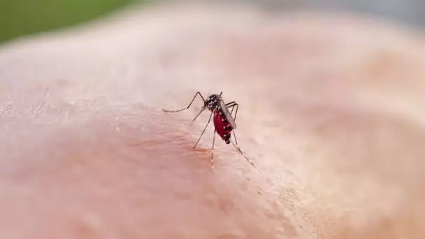 Cyclone à Mayotte : choléra, dengue, Zika… pourquoi faut-il craindre la prolifération de certai