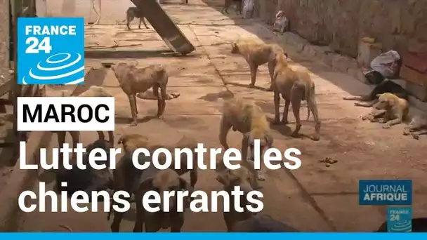 Chiens errants au Maroc : des solutions pour lutter contre ce problème de salubrité publique