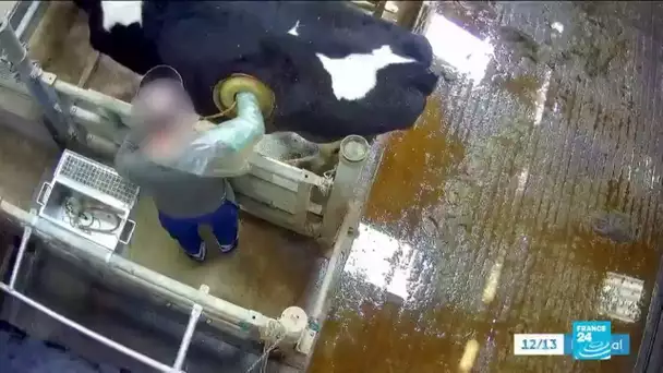 L214 dénonce la pose de hublots sur des vaches à des fins de recherche