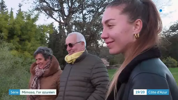 Le mimosa, cette fleur qui égaie les premiers mois de l'année sur la Côte d'Azur