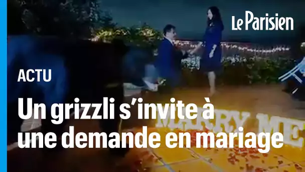 Un grizzli interrompt une demande en mariage au Mexique