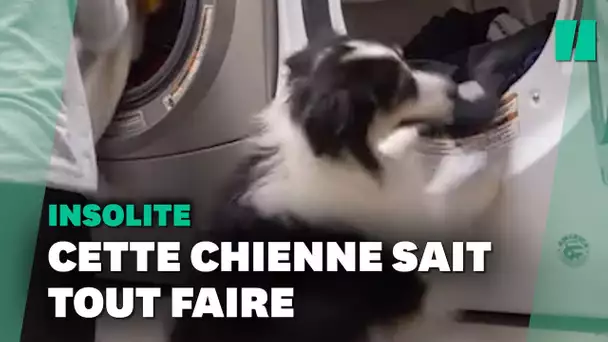 Lessive, yoga, vidéaste: ce chien n'a pas de limite