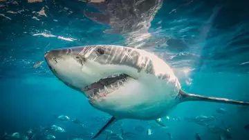 Requins : 5 choses à savoir sur cet animal plus vieux que les dinosaures