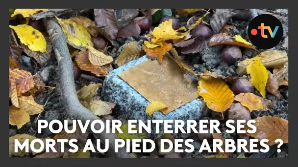 On pourra bientôt enterrer les cendres de nos défunts au pied des arbres