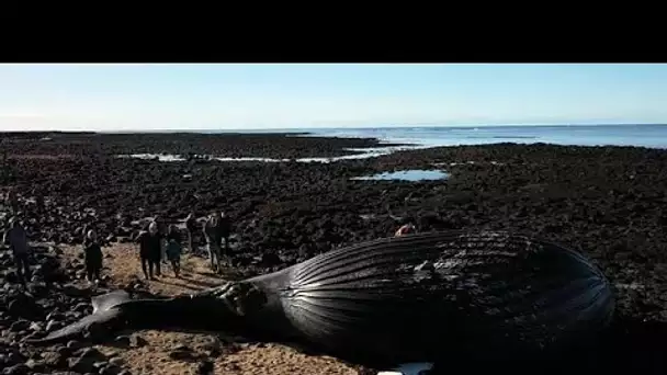 Le cadavre d'une baleine échouée en Islande attise la curiosité