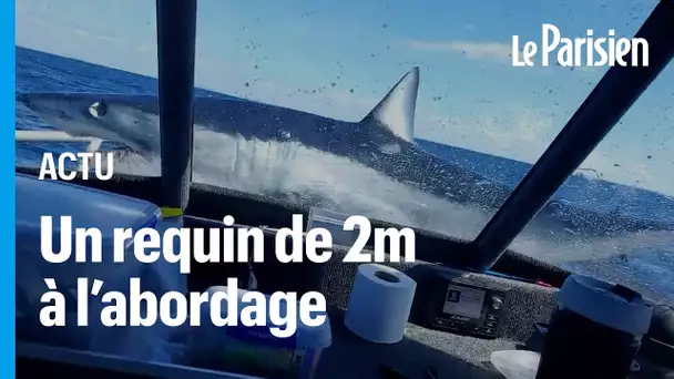 Un requin mako de 2 mètres saute sur un bateau de pêche en Nouvelle-Zélande