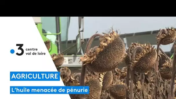 Récolte très précoce du tournesol en Loir-et-Cher