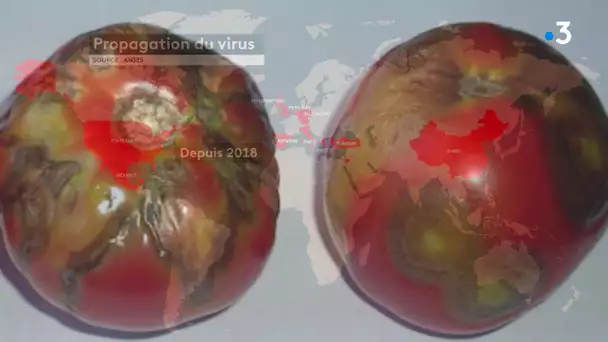 Le virus de la tomate repéré en Bretagne, les maraîchers de Bourgogne-Franche-Comté préoccupés