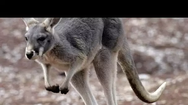 En Australie, l'inquiétante prolifération de kangourous