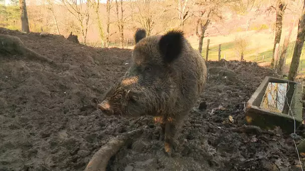 Il faut sauver le sanglier Maurice