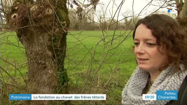 La Fondation du patrimoine au secours des arbres du Marais poitevin