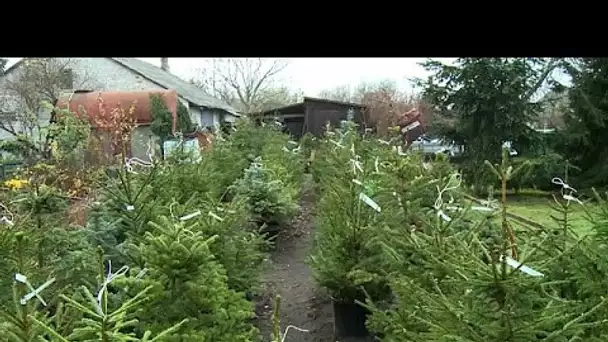 Louer son sapin de Noël, pour éviter le gaspillage