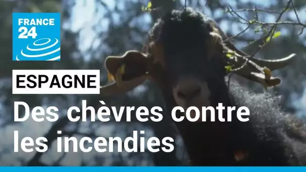 À Barcelone, des moutons et des chèvres contre les incendies • FRANCE 24