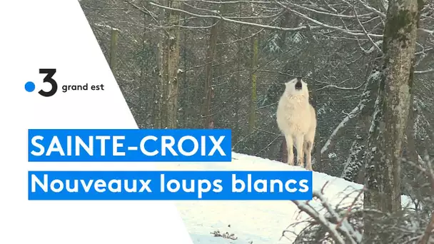 Parc de Sainte-Croix : nouvelle meute de loups blancs