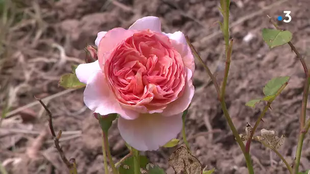 Le Jardin de Séricourt.