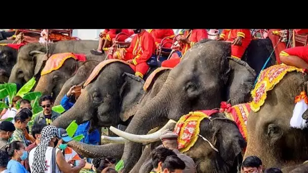 Journée nationale de l'éléphant en Thaïlande