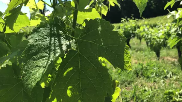 Coronavirus : les vignerons de Gaillac face à la crise