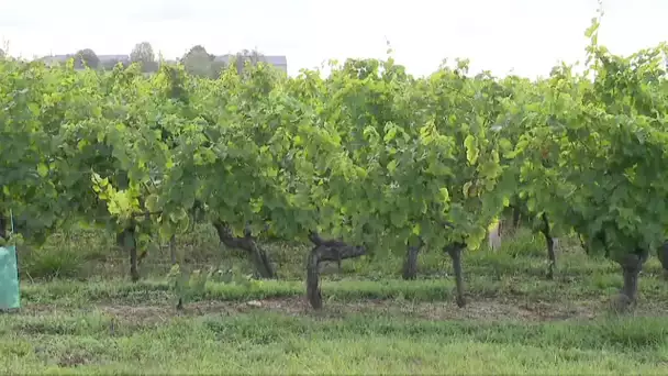 Vigne : début des indemnisations suite aux orages de grêle en juin